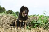 DOGUE DU TIBET 849